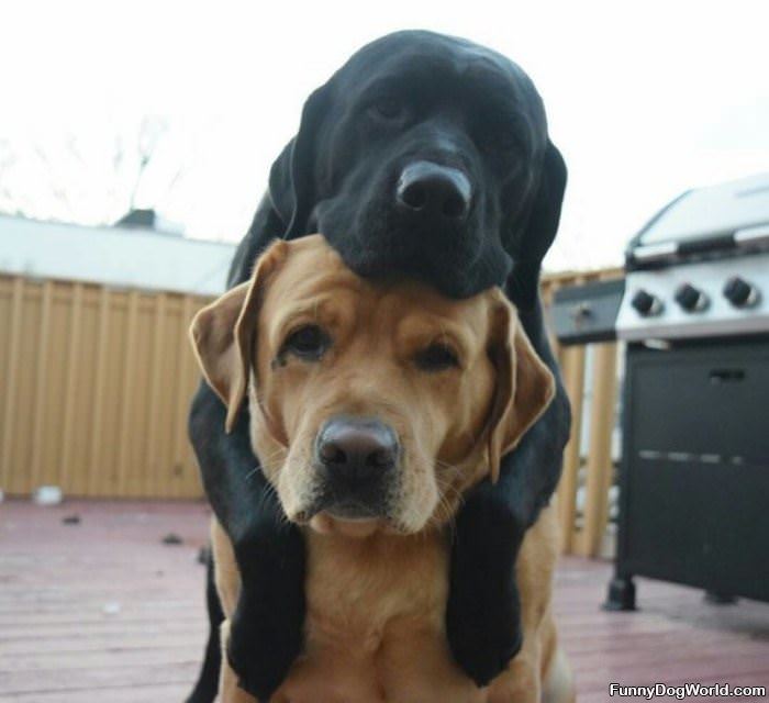 Stacking Dogs