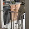 funny dog 1