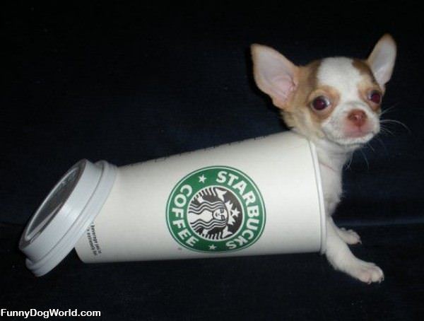Starbucks Dog