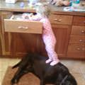 funny dog 3