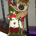 Stocking Dog