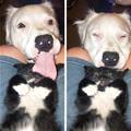 funny dog 1