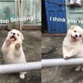 funny dog 4