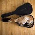 Stuck In The Guitar Case