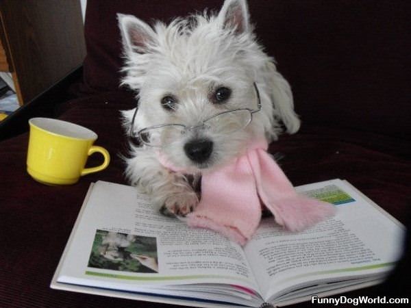 Study Dog