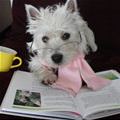 Study Dog