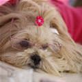 funny dog 4