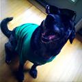 Such A Cool Dog