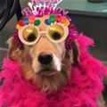funny dog 1