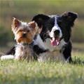 Such Cute Dogs
