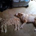 funny dog 2