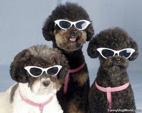 Sun Glasses For Cool Dogs