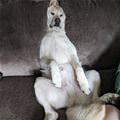 funny dog 1