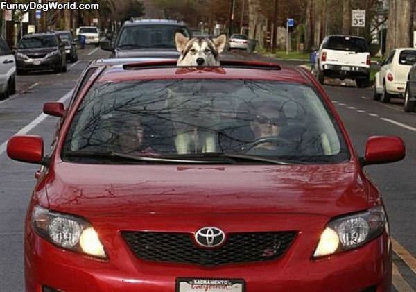 Sunroof Dog