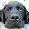 Super Closeup
