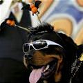 funny dog 5