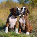 Super Cute Puppies