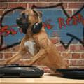 funny dog 1