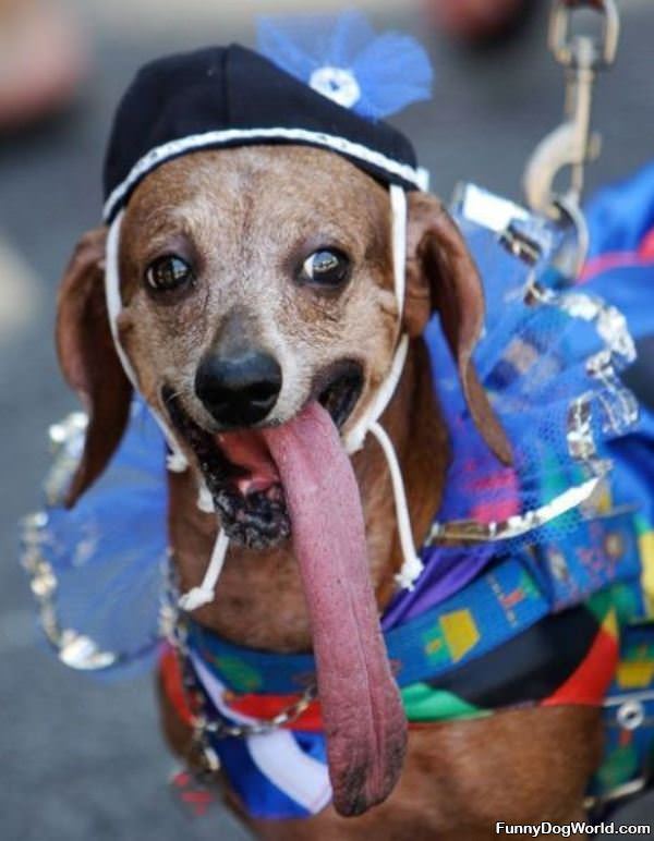 Super Dog Tongue