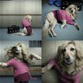 funny dog 5