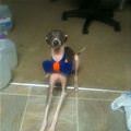 funny dog 1