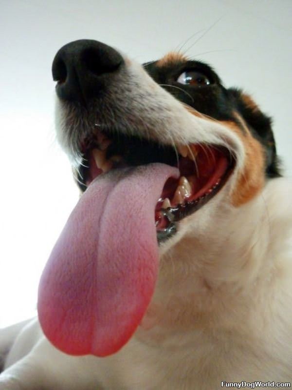 Super Long Tongue