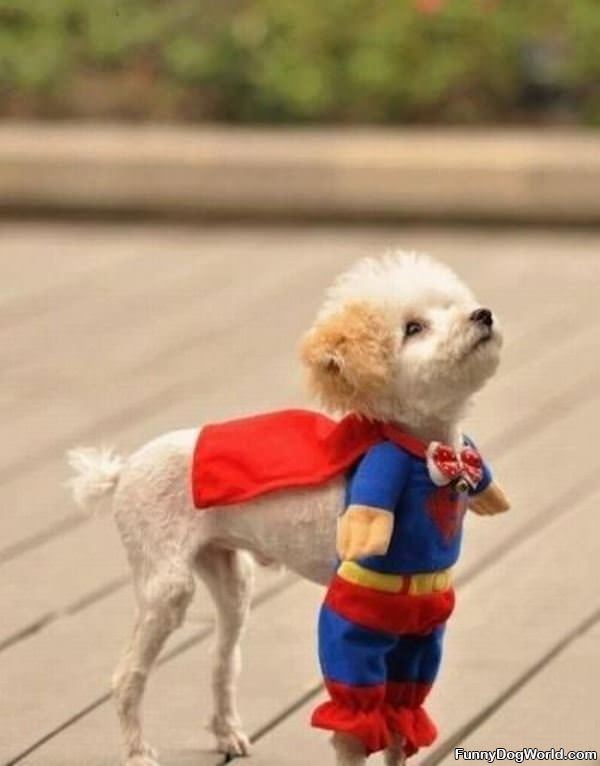 Super Puppy