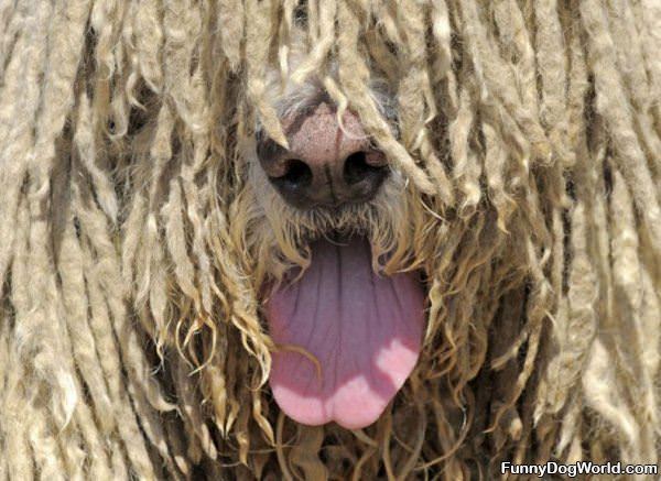 Super Shaggy Dog