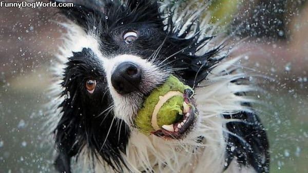 Super Water Ball Fetch