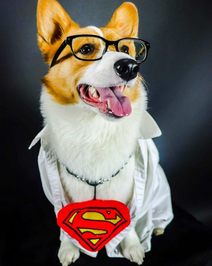 Superdog