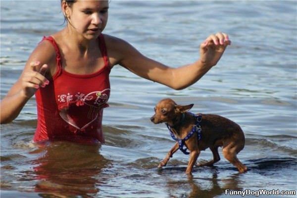 Surf Dog