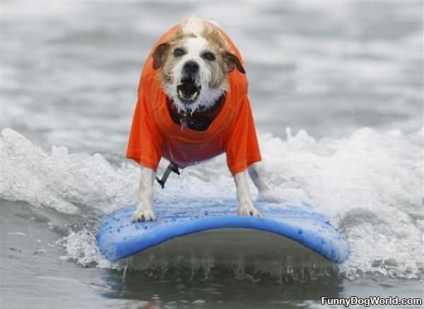 Surf Dog Loves To Surf