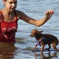Surf Dog