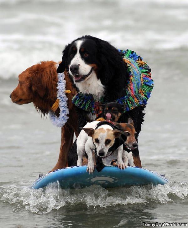 Surf Dogs