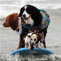 Surf Dogs