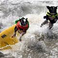Surfer Dogs