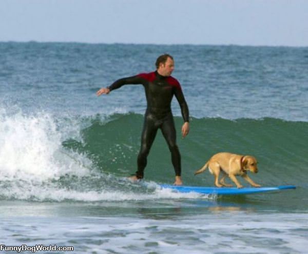 Surfing Dog