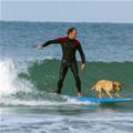 funny dog 2