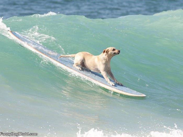 Surfs Up