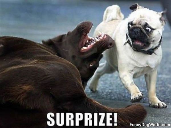 Surprize