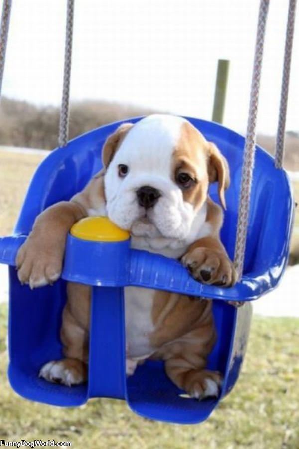 Swing Swing Swing Dog