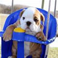 Swing Swing Swing Dog