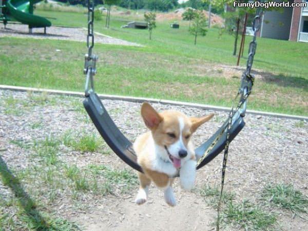 Swinging Dog