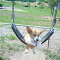 Swinging Dog