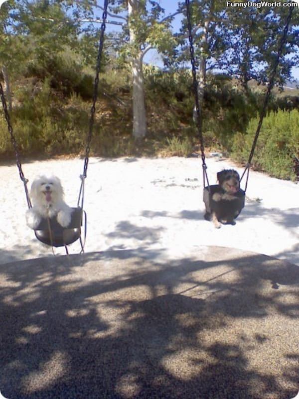 Swinging Dogs