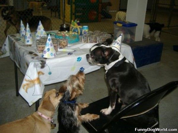 Table Dogs