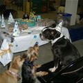 Table Dogs