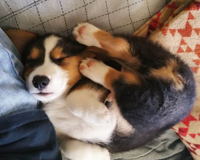 Taking A Cute Little Nap