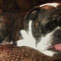 Taking A Cute Nap