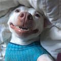 funny dog 3